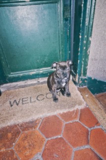 Gizèle bébé, chiot bringé assis sur un paillasson WELCOM devant une porte verte